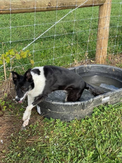 Thumbnail for Herding for Hope - Entries Open in ONE WEEK